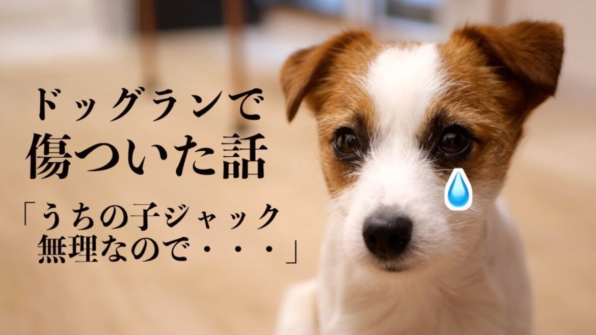 【トラブル】ドッグランで他の飼い主さんに傷付けられました/ジャックラッセルテリア/多頭飼い 【トラブル】ドッグランで他の飼い主さんに傷付けられました/ジャックラッセルテリア/多頭飼い