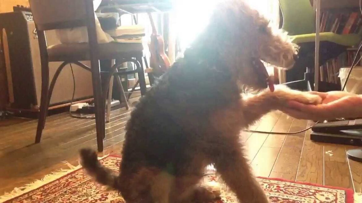 ウェルシュテリア生後5ヶ月（ランディ）