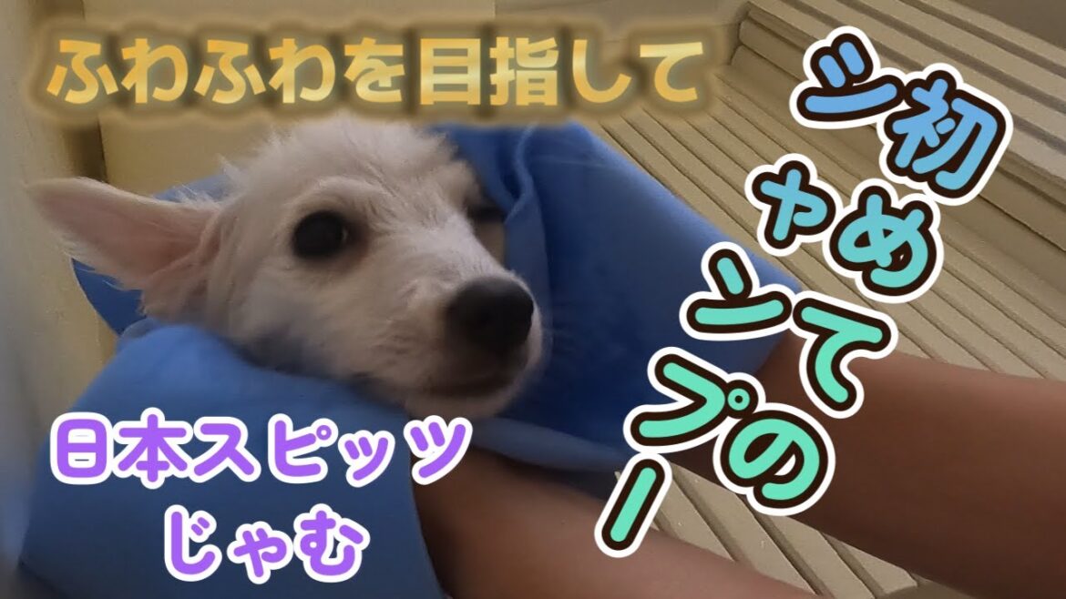 日本スピッツがふわふわを目指してみた～じゃむ氏初めてのシャンプー～