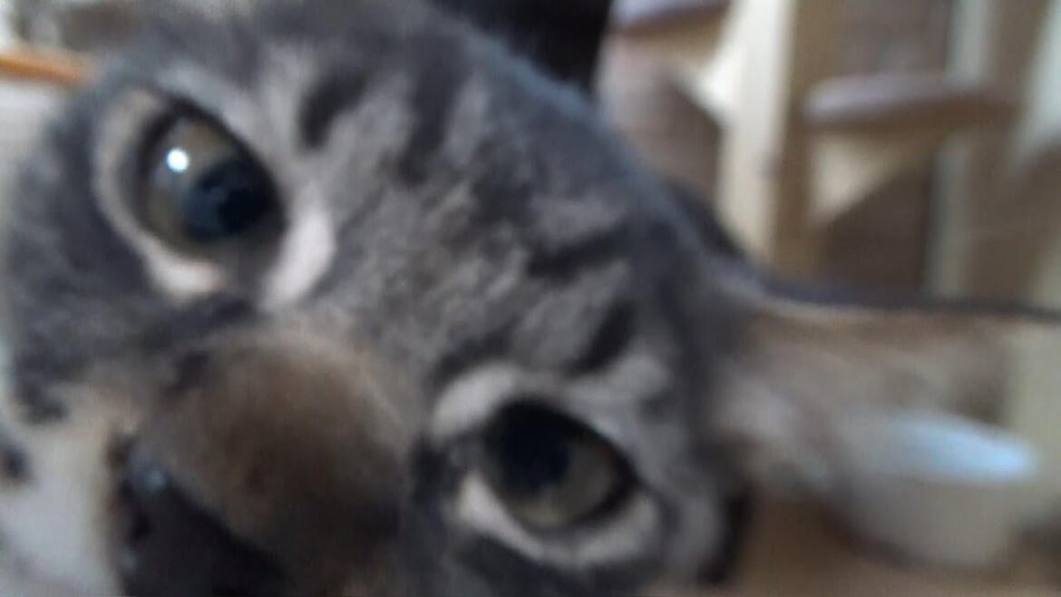 エジプシャンマウの子猫