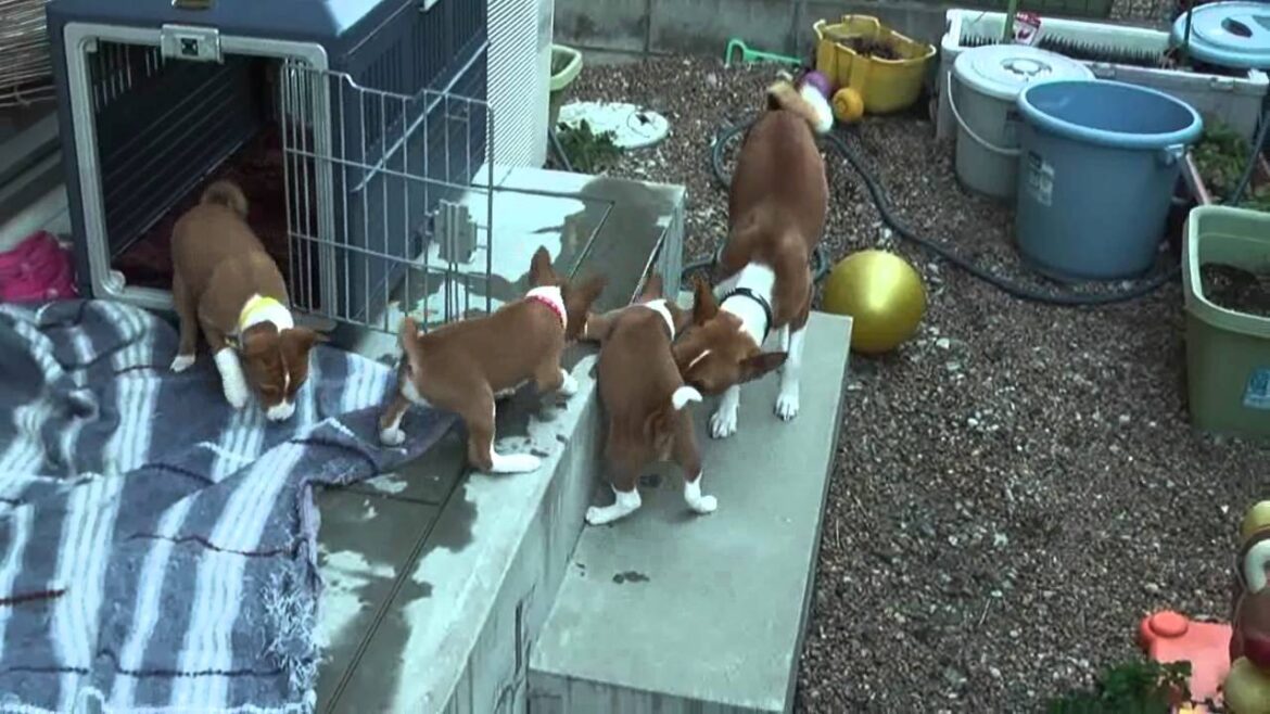 初めて庭に出たバセンジーの子犬 Basenji puppies for the first time out in the garden.