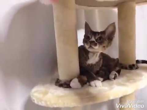 ムギくん💕抜け毛が少ないプードルキャット!デボンレックス ムギくん💕抜け毛が少ないプードルキャット!デボンレックス