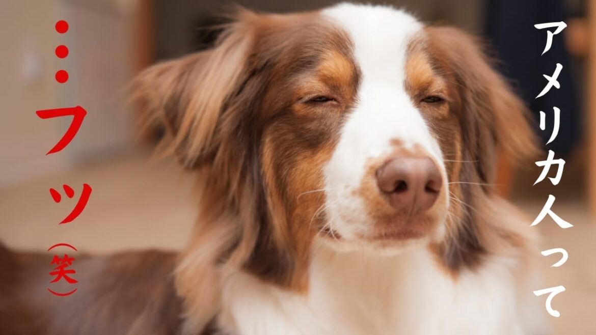 【アメリカの犬の記事が面白い】オーストラリアンシェパートの飼い主になると分かる10のこと｜アメリカ人の感性に笑いが止まらない