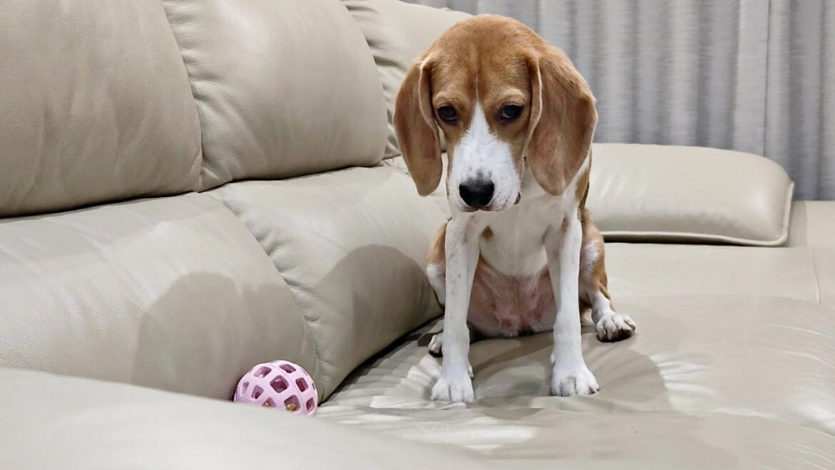 あきらめた時の表情（ビーグル犬）
