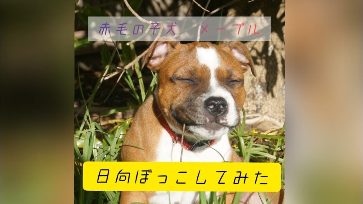 【子犬の成長記録】スタッフォードシャーブルテリア　メープル　ある日の日向ぼっこを撮り続けた動画