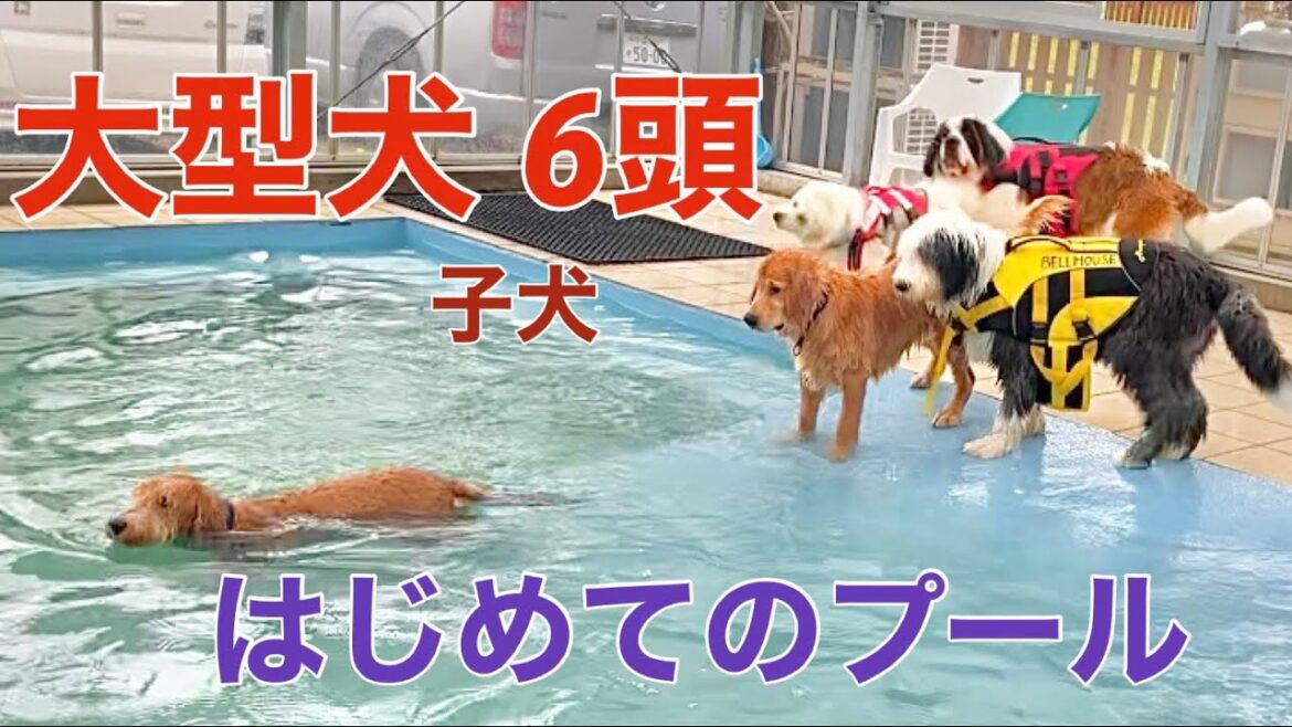 大型犬の子犬 6頭 はじめてのプール ⭐︎セントバーナード⭐︎ゴールデンドゥードル⭐︎サモエド✩オールドイングリッシュシープドッグ‪☆ゴールデンレトリバー✩バーニーズマウンテンドッグ✩大型犬カフェ