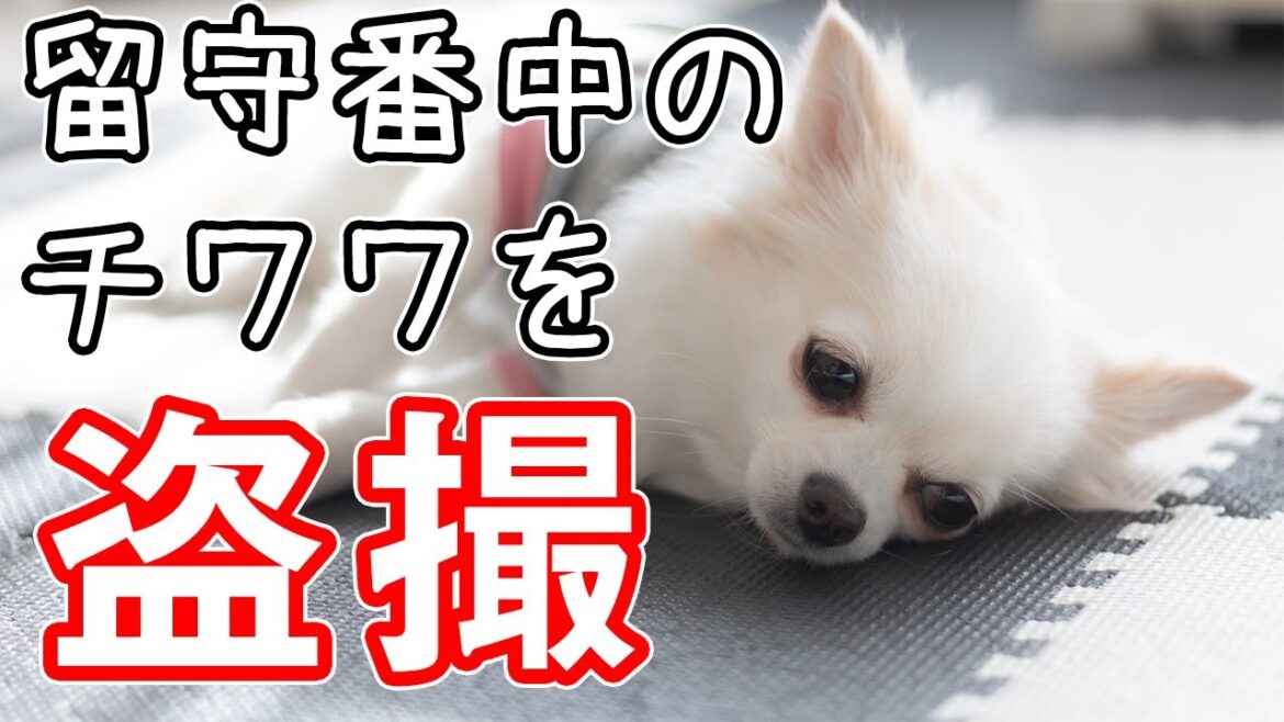 【盗撮】留守番中にスンスン泣く小さな犬が可愛い! 【盗撮】留守番中にスンスン泣く小さな犬が可愛い!