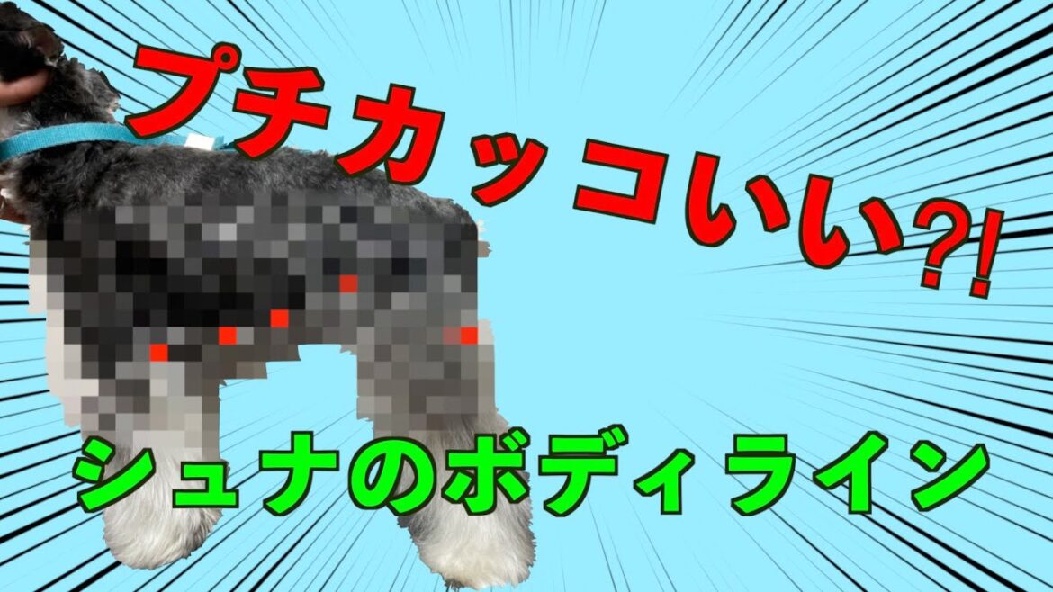 プチカッコいいを目指して！【シュナの身体のカット】