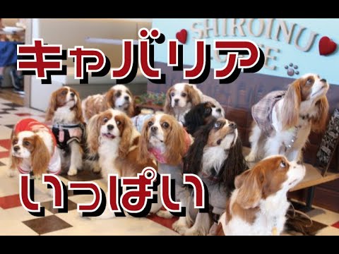 たくさんの可愛いキャバリア犬に会えて癒やされたオフ会 たくさんの可愛いキャバリア犬に会えて癒やされたオフ会
