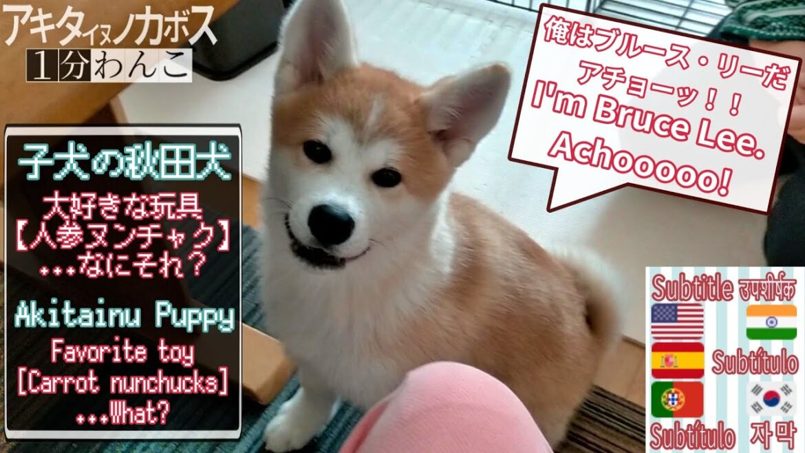 【カンフー犬】秋田犬の子犬”かぼす”とお気に入りの玩具、その名は【人参ヌンチャク】　#秋田犬 #癒やしのペット動画 #犬 #癒やし #akitainu #おもしろ #かわいい #1分ワンコ