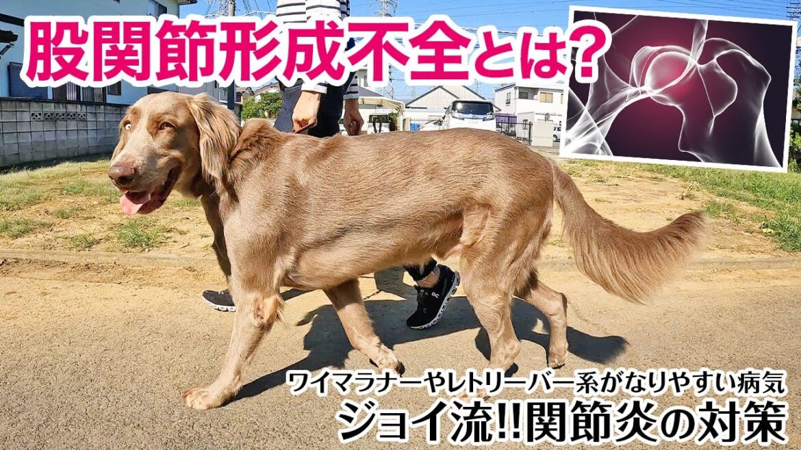 【股関節形成不全とは?】ワイマラナーやゴールデンレトリーバー、ラブラドールなどの犬種がなりやすい関節の病気。我が家の犬の症状と関節炎の対策をご紹介!! 【股関節形成不全とは?】ワイマラナーやゴールデンレトリーバー、ラブラドールなどの犬種がなりやすい関節の病気。我が家の犬の症状と関節炎の対策をご紹介!!