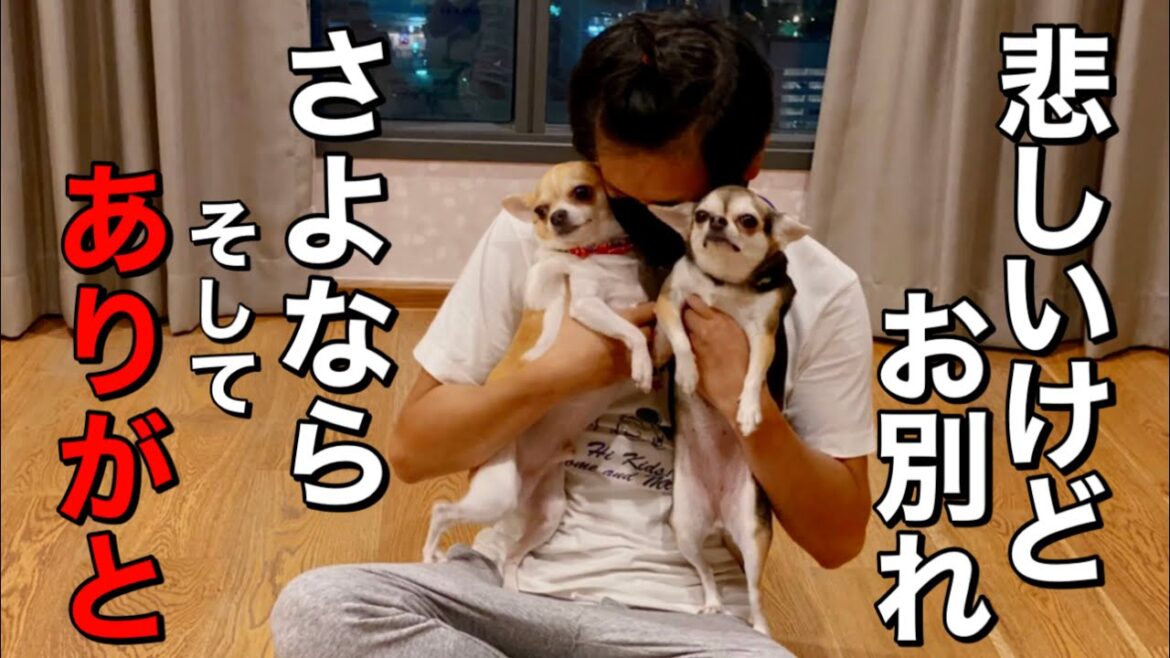 別れの日、悲しいけれどお別れです...サヨナラ...今までありがとう