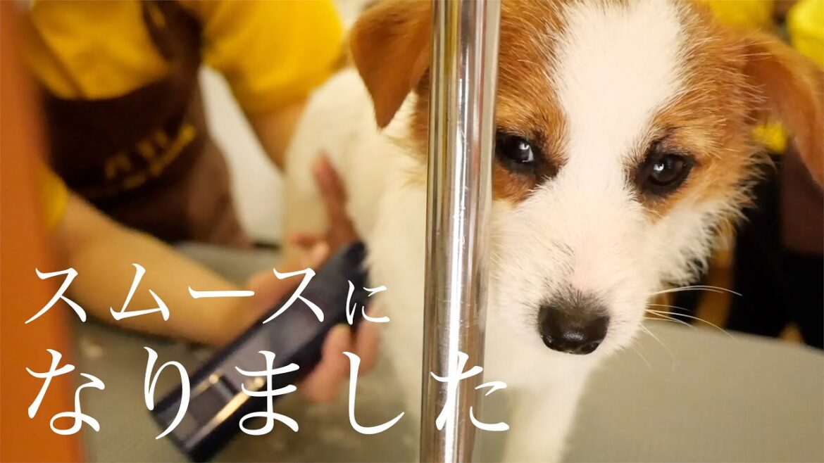 【初トリミング】子犬がスムースになりました/ほんとはブロークン/ジャックラッセルテリア/puppy/The puppy went trimming.