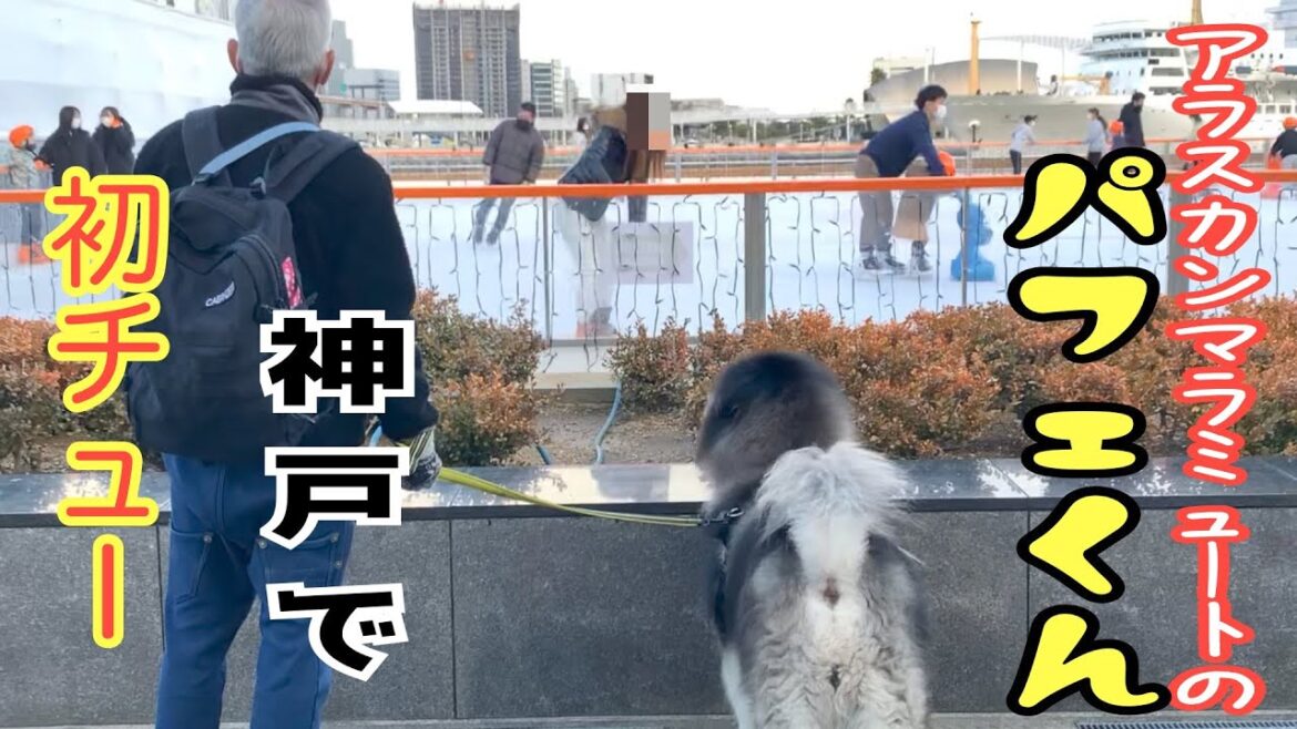 【アラスカンマラミュート】大型犬のパフェくん　神戸で初キス♡