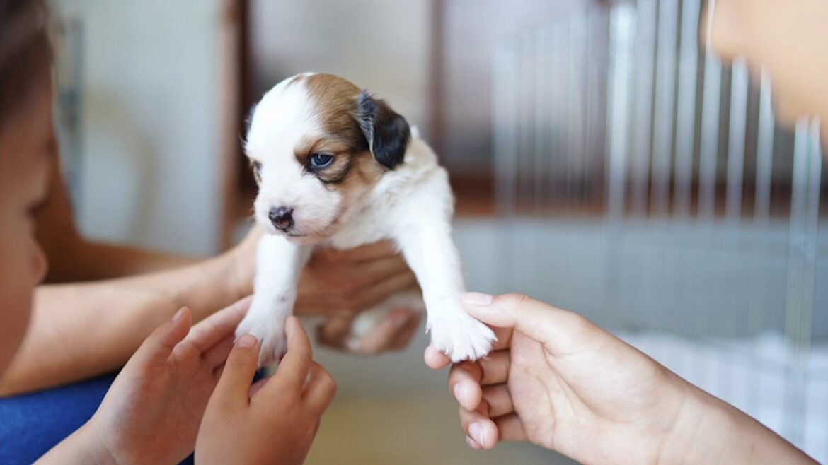 子犬を見に行きました！コイケルホンディエ