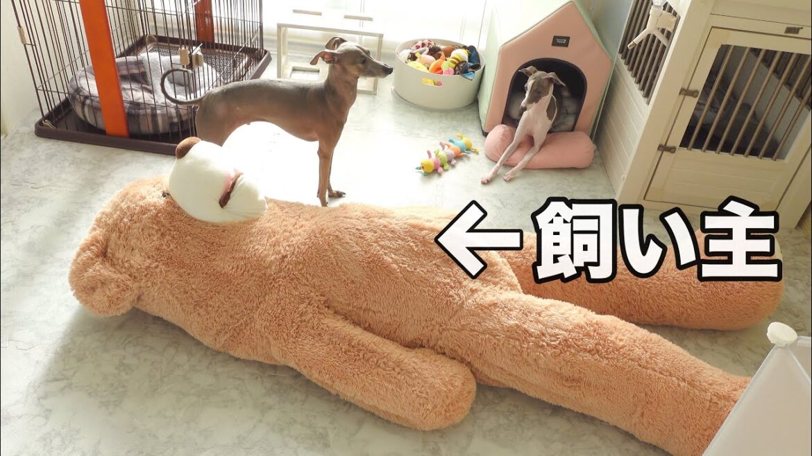 クマの中に入って隠れたら犬達にバレない説www【イタグレ】 クマの中に入って隠れたら犬達にバレない説www【イタグレ】
