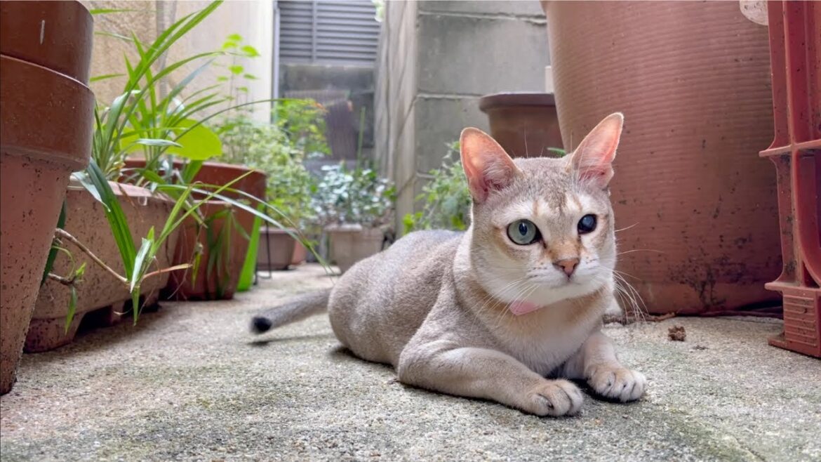 シンガプーラの女の子♡念願のお庭遊び♪ シンガプーラの女の子♡念願のお庭遊び♪