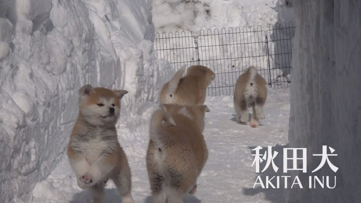 雪国で産まれた秋田犬　そのむじゃきな姿に癒される