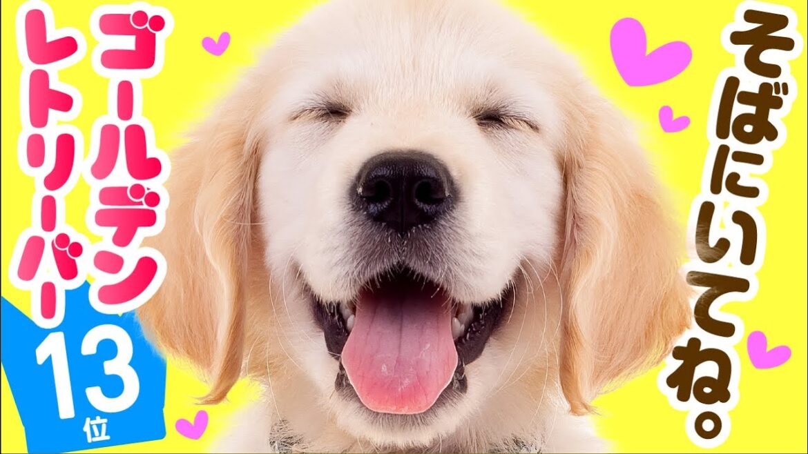 ❤️人気13位【ゴールデン・レトリーバーってどんな犬？】子犬の価格や性格、寿命、飼いやすさは？ カワイイ動画でチェック！
