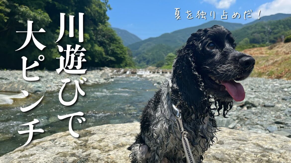 【外遊び#3】川遊びで大ピンチ！　イングリッシュコッカースパニエル「みみ」の気持ち