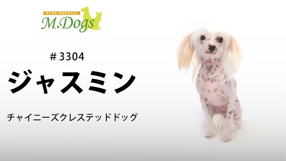 ペットモデル #3304 チャイニーズクレステッドドッグ「ジャスミン」