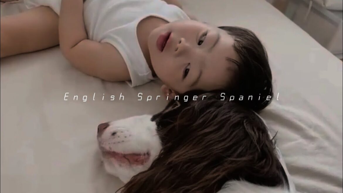 子供に何されても怒らないイングリッシュスプリンガースパニエル