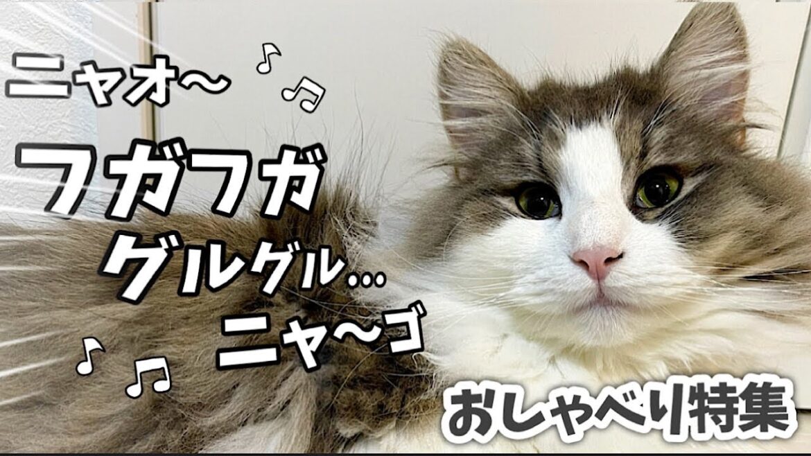 【ノルウェージャンフォレストキャットの鳴き声】1日中しゃべりまくりで色々要求してくる猫