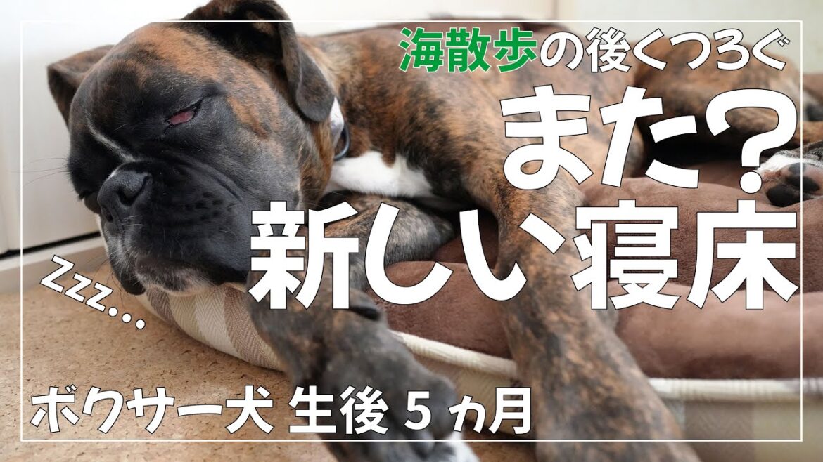 生後5ヶ月のボクサー犬 子犬 に 新しいドッグベッドを「また」与えてみました