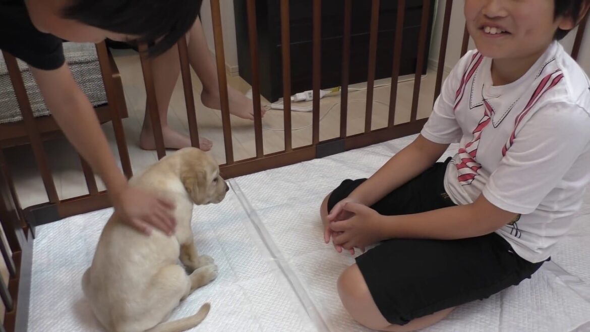 【初めて飼う犬が ラブラドールの場合】我が家に ラブラドールレトリーバーの子犬がやってきた / 生後49日 Labrador retriever チャピーの成長日記 #01