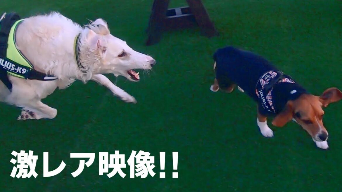 激レア映像❗超大型犬ボルゾイがMax大喜びするとこうなりますw