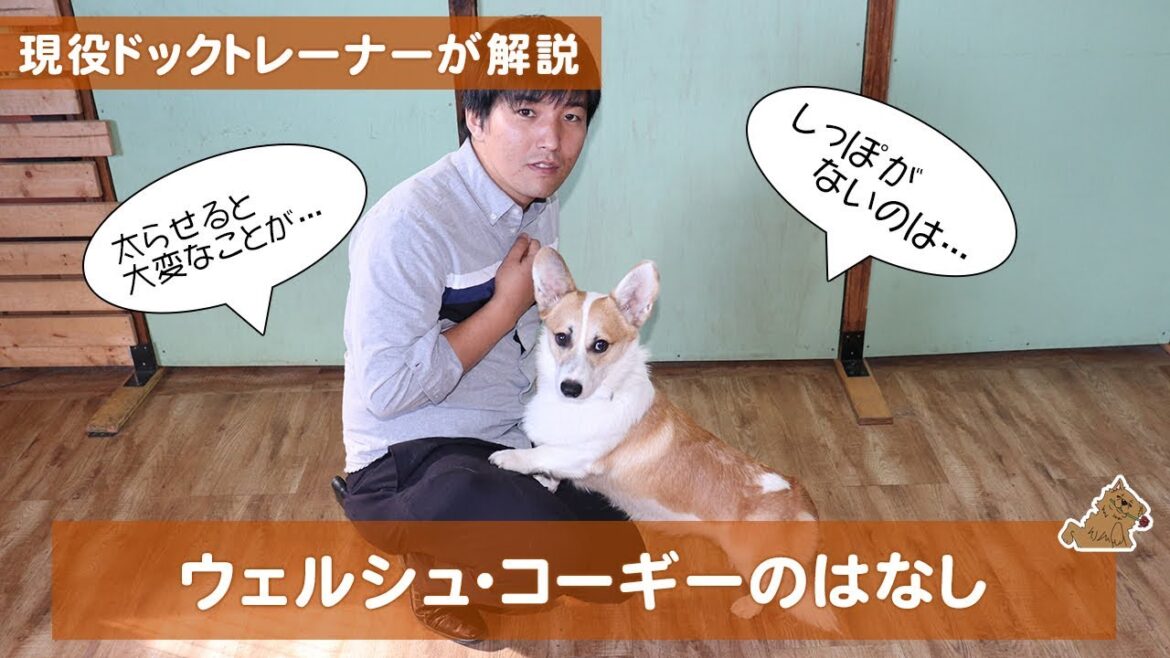 かわいいけど●●には注意しないといけないコーギーの話 どんな犬?飼い方?特徴は?現役ドックトレーナーの犬種紹介(Welsh Corgi) かわいいけど●●には注意しないといけないコーギーの話 どんな犬?飼い方?特徴は?現役ドックトレーナーの犬種紹介(Welsh Corgi)