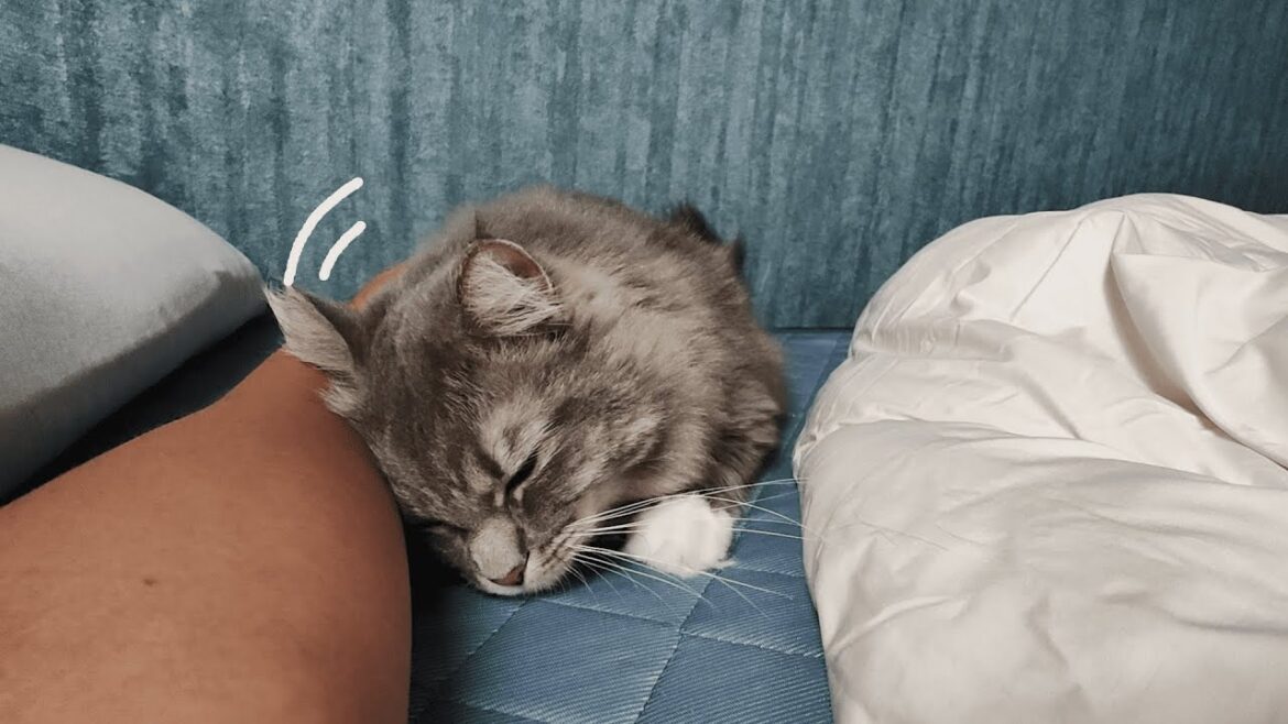 甘えたくてベッドまで来て頭をグリグリ押し付けてくる猫がかわいすぎた【サイベリアンのラフィ#241】