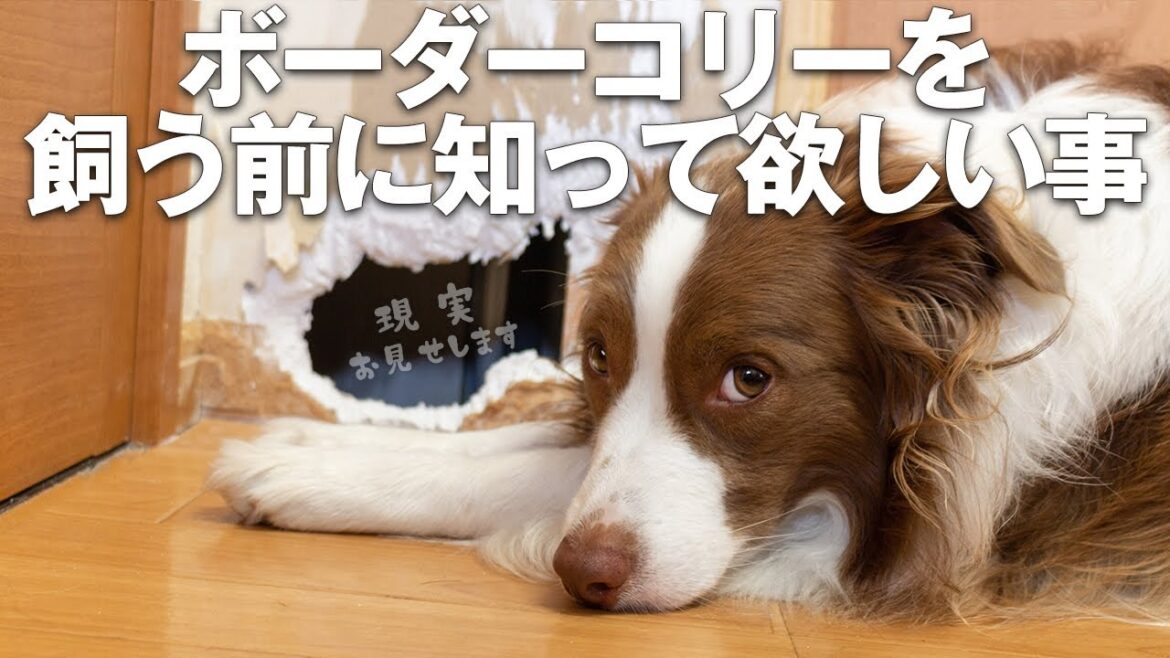 【しつけ・子犬の破壊行動など】ボーダーコリーは賢すぎて大変って本当？【賢さ全犬種No.1】