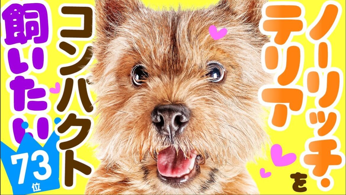 ❤️人気73位【ノーリッチ・テリアってどんな犬？】子犬の価格や性格、寿命、飼いやすさは？ カワイイ動画でチェック！