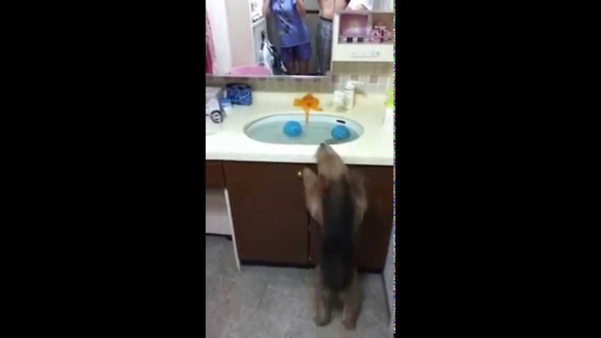 ウェルシュテリア　I can do it!