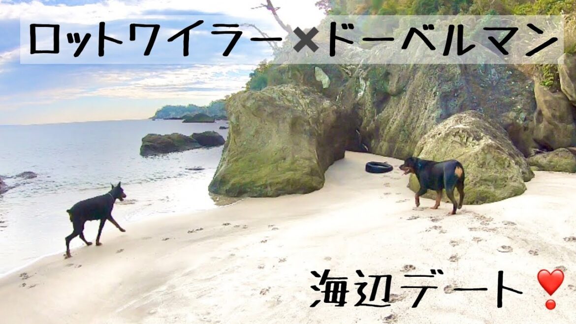 ロットワイラー出雲×ドーベルマン麗羅★海辺デート【DOBERMAN】 ロットワイラー出雲×ドーベルマン麗羅★海辺デート【DOBERMAN】