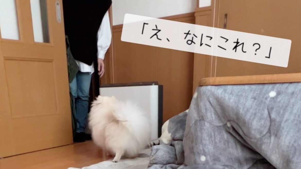 サプライズで実家に犬を連れて帰ったら、何も知らない家族の反応が面白すぎた!(GW帰省前編) サプライズで実家に犬を連れて帰ったら、何も知らない家族の反応が面白すぎた!(GW帰省前編)