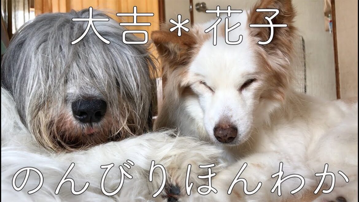 ポーリッシュ・ローランド・シープドッグ大吉と推定二十歳超えの花子ねえさん。 ポーリッシュ・ローランド・シープドッグ大吉と推定二十歳超えの花子ねえさん。