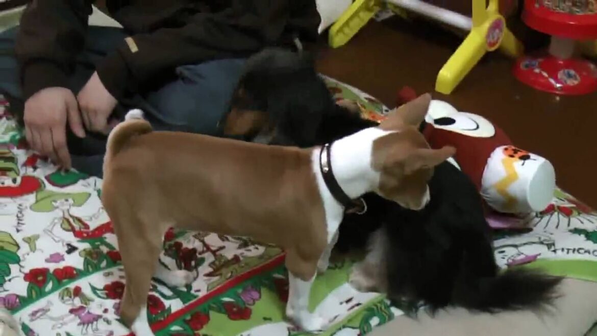 好奇心旺盛なバセンジーの子犬 Basenji puppy of a curiosity.