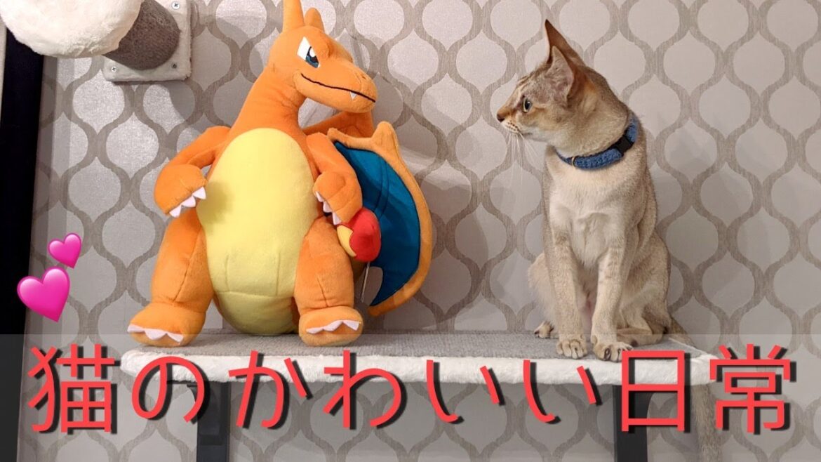 シンガプーラのプリン 猫の日常はかわいいがいっぱい
