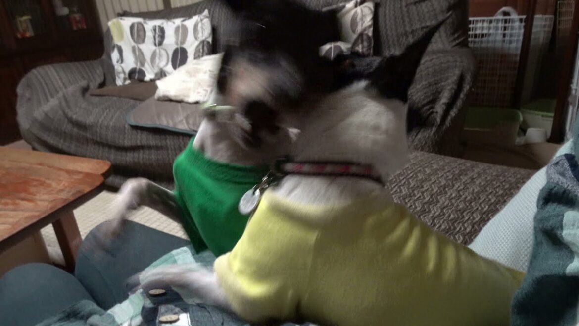 C0031 人の上でfightする日本テリア(Japanese Terrier,Nihon Terrier)
