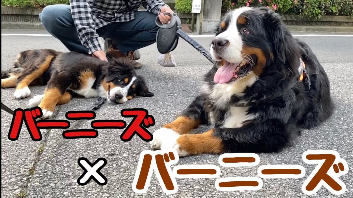 とっても大きなご近所のバーニーズマウンテンドッグ【大型犬】5ヶ月