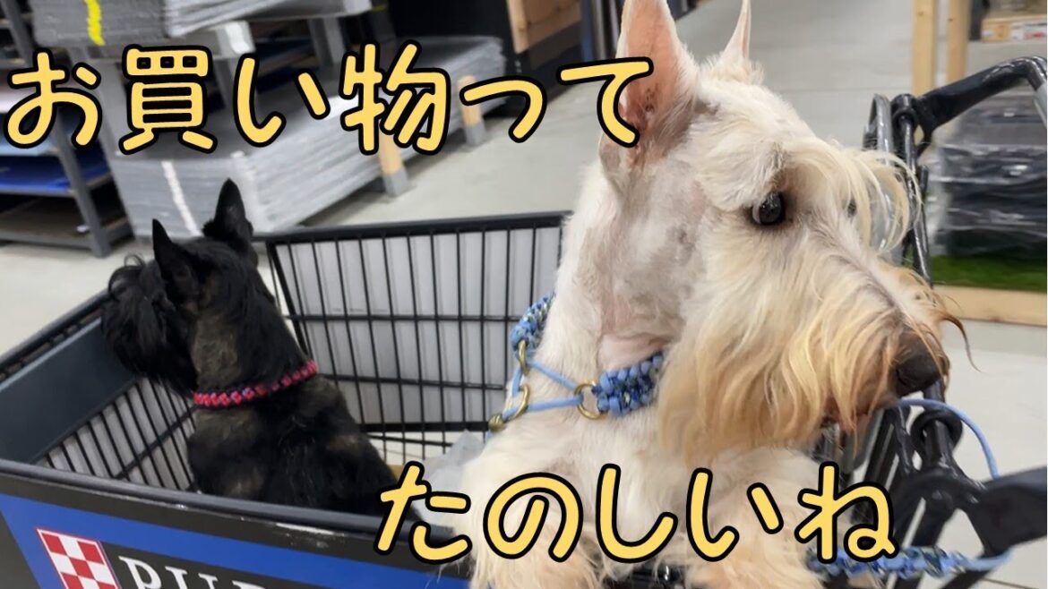 お買い物に行ってきたよ！【スコティッシュテリア】【シルク＆ラムジー】