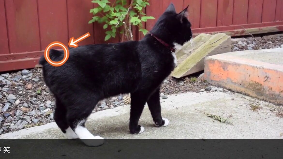 Manxcat playtime【バルドのとある１日】