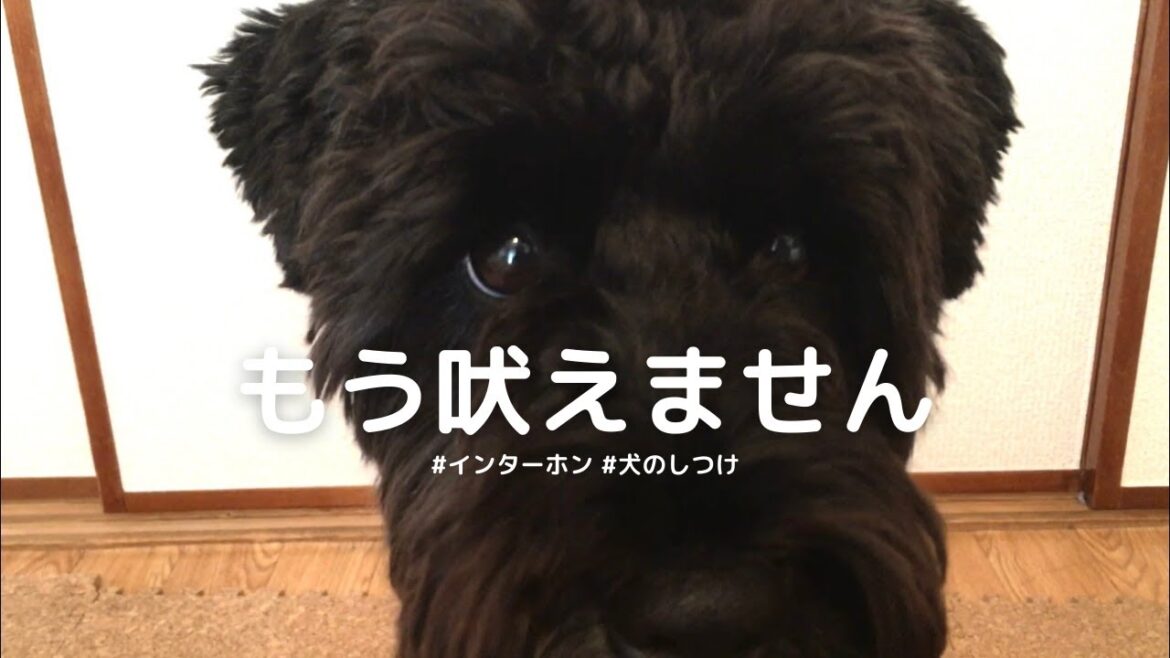 インターホンに吠えなくなった練習方法 | ミニチュアシュナウザー