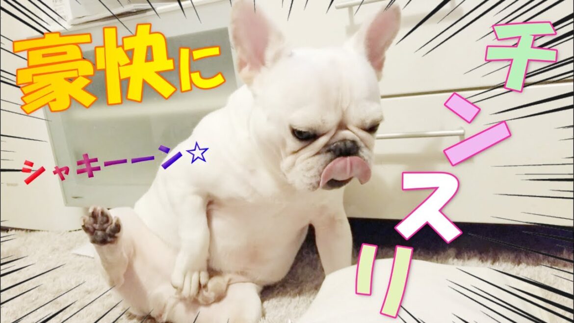 珍しく豪快にシャキーンｗｗ【フレンチブルドッグ frenchbulldog】