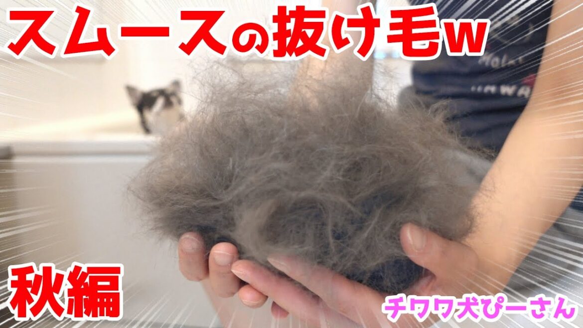 チワワの抜け毛対策♪スムースでも大量❗️ファーミネーター大活躍の愛犬ぴーさん【秋編】