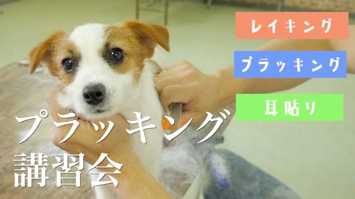 【プラッキング】講習会で正しい方法を学びました/ジャックラッセルテリア/puppy
