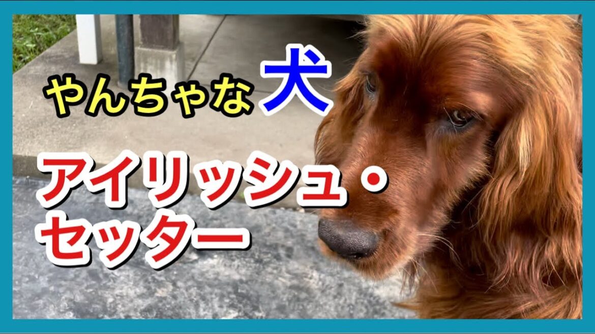 《アイリッシュ・セッター》馬やヤギたちのそばで暮らしているやんちゃな犬だよ