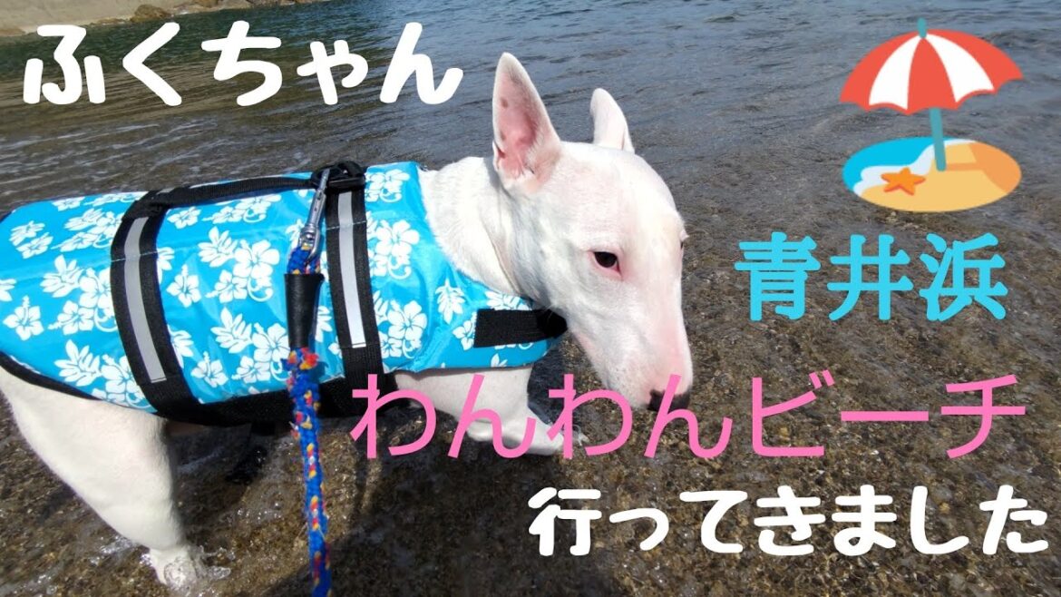 ミニチュアブルテリア♪ ふくちゃん  青井浜わんわんビーチ行ってきました